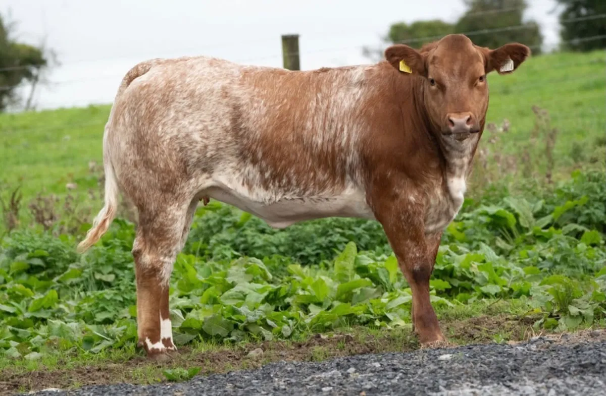 Super 4438 breeding heifer - Image 2