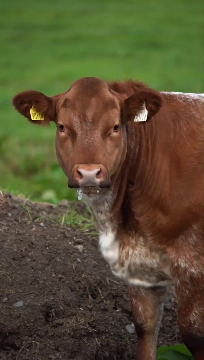 Super 4438 breeding heifer - Image 3
