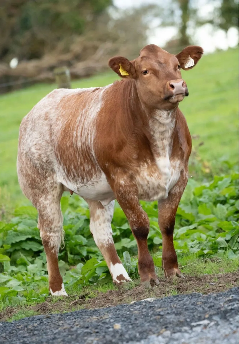Super 4438 breeding heifer - Image 4