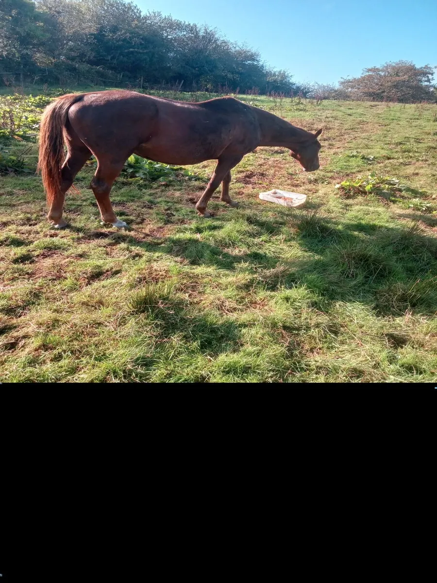 Throughbred mare - Image 1