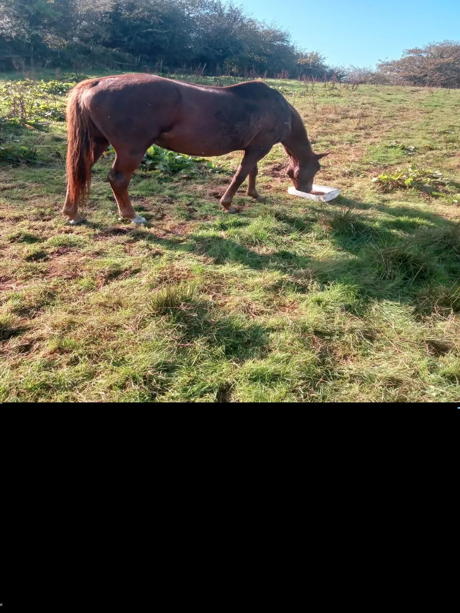 Throughbred mare - Image 2