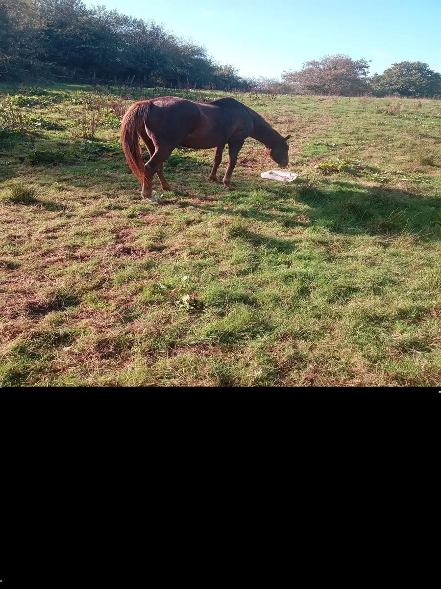 Throughbred mare - Image 4