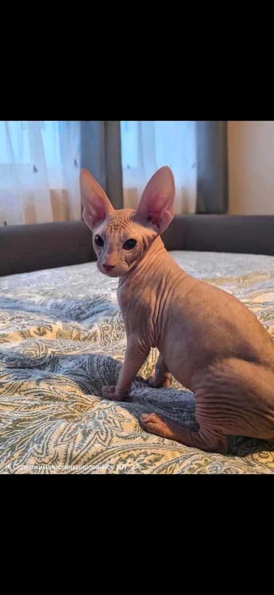 Sphynx - Image 1