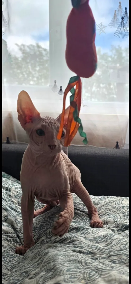 Sphynx - Image 3