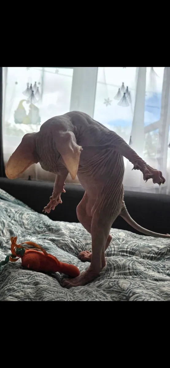Sphynx - Image 4