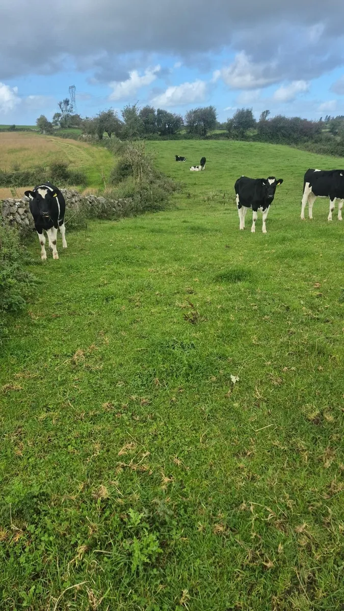 Freisan heifers - Image 2