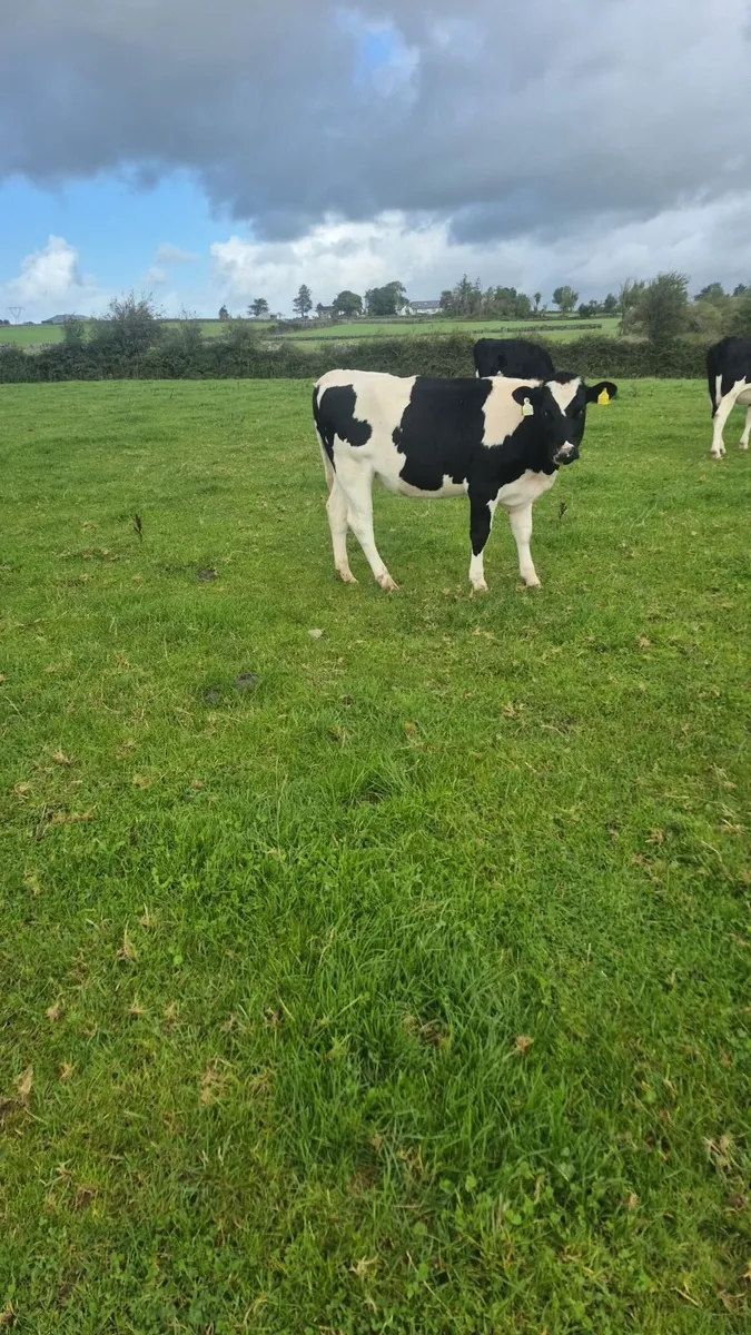 Freisan heifers - Image 3