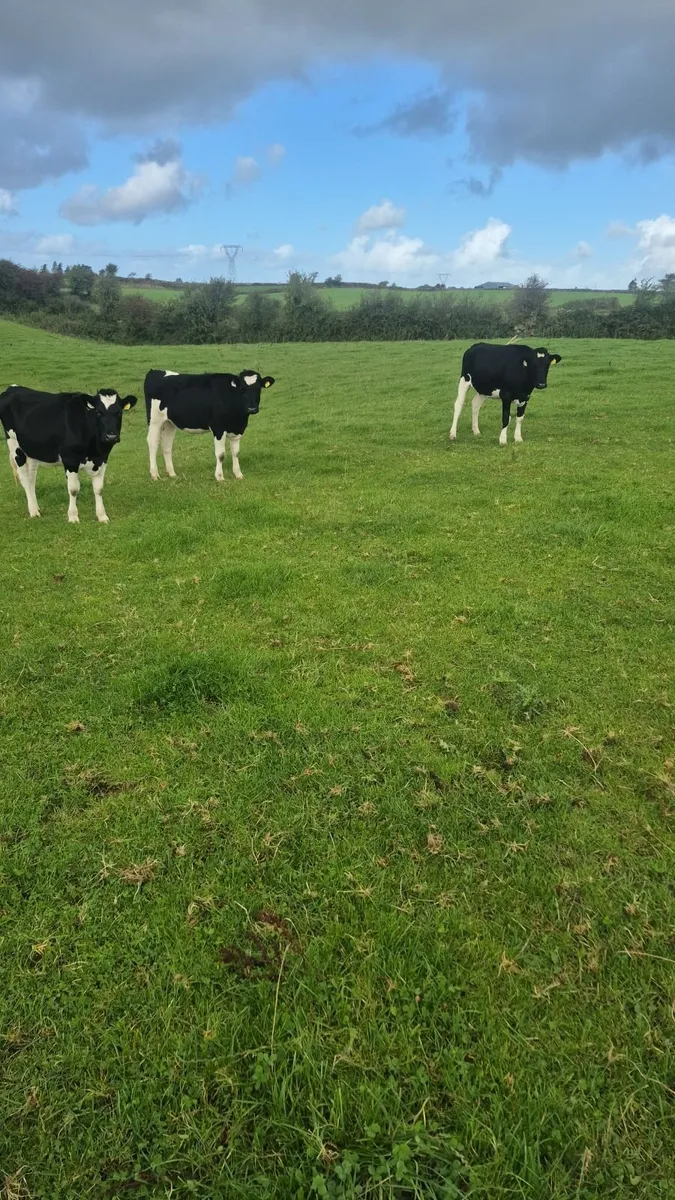 Freisan heifers - Image 1