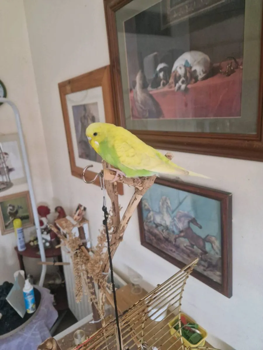Transport box and budgie - Image 1
