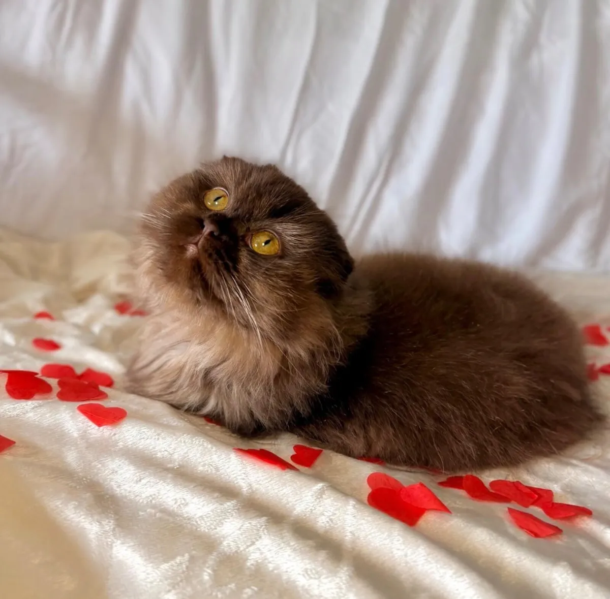 Female Scottish Straight and female Scottish fold - Image 3