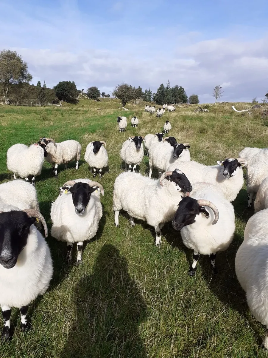 Hogget Ewes For Sale - Image 1