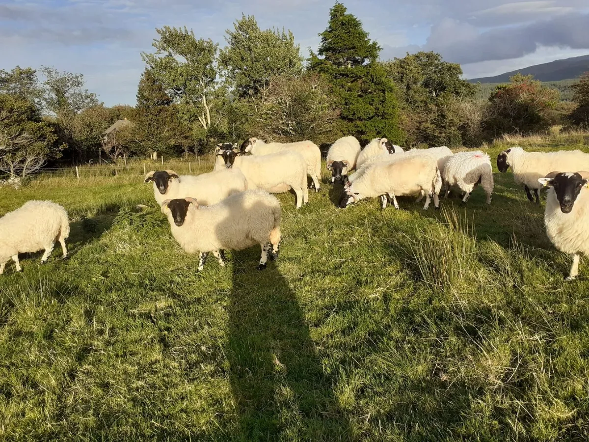 Hogget Ewes For Sale - Image 2