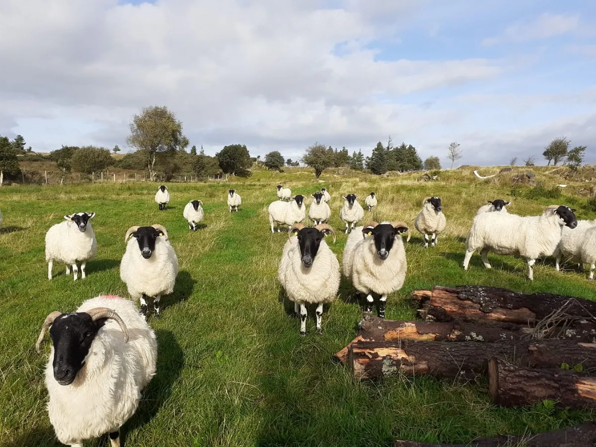 Hogget Ewes For Sale - Image 3