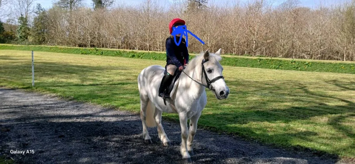 Pony - Image 1