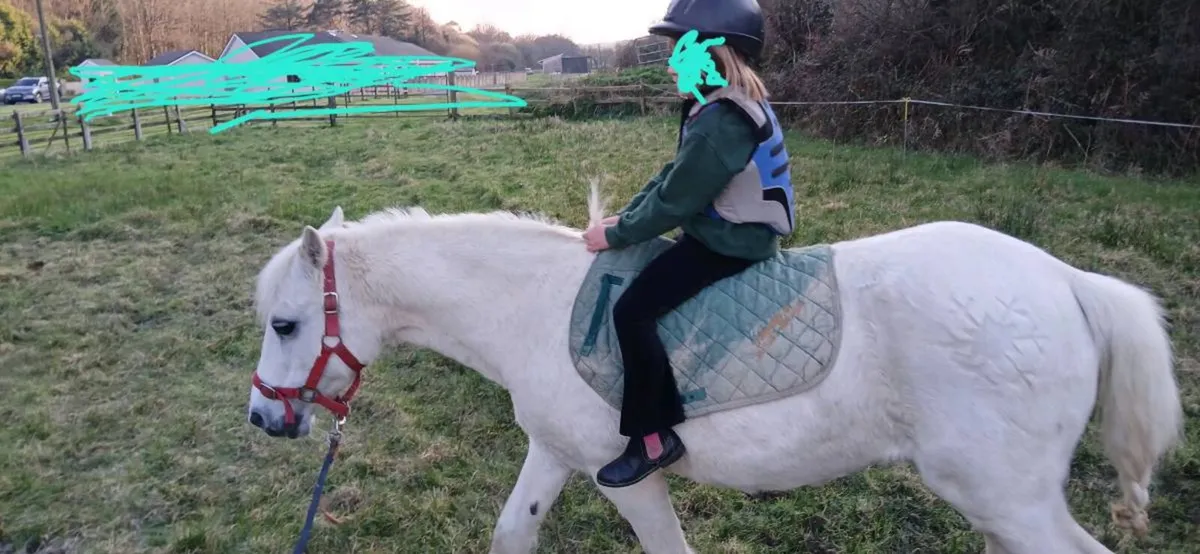 Pony - Image 2