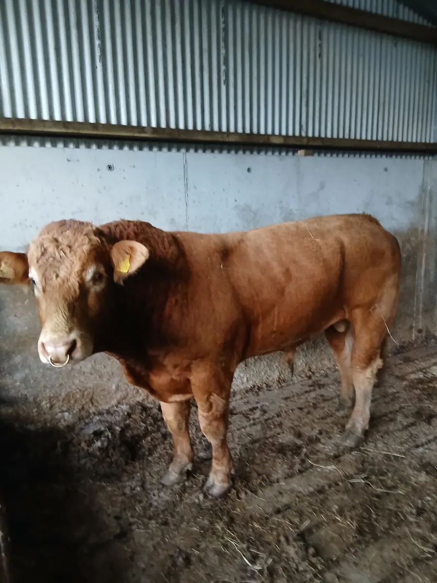Bull - Image 2