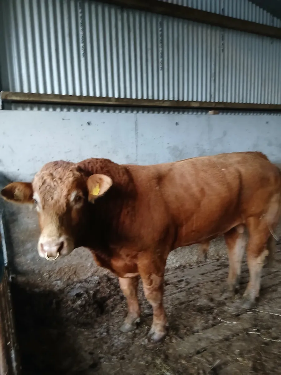 Bull - Image 1