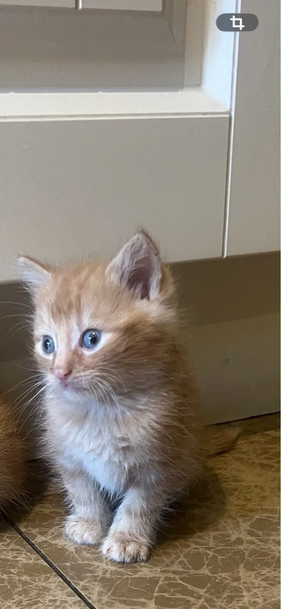 Five beautiful ginger Kittens - Image 2