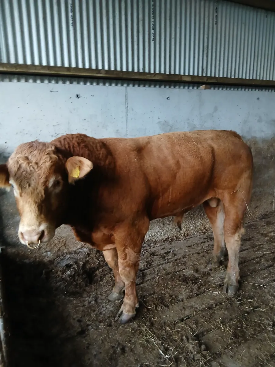 Bull - Image 3