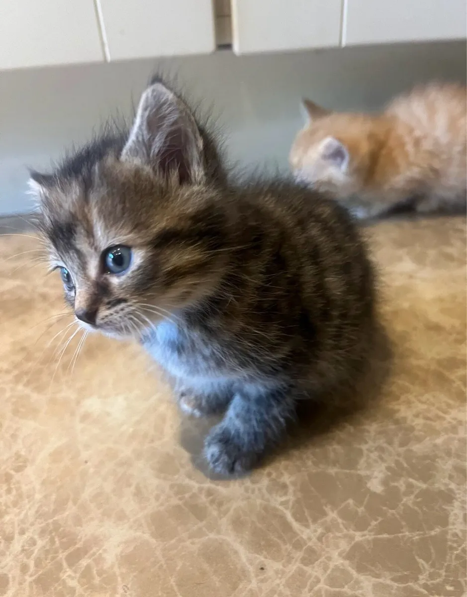 Five beautiful ginger Kittens - Image 3