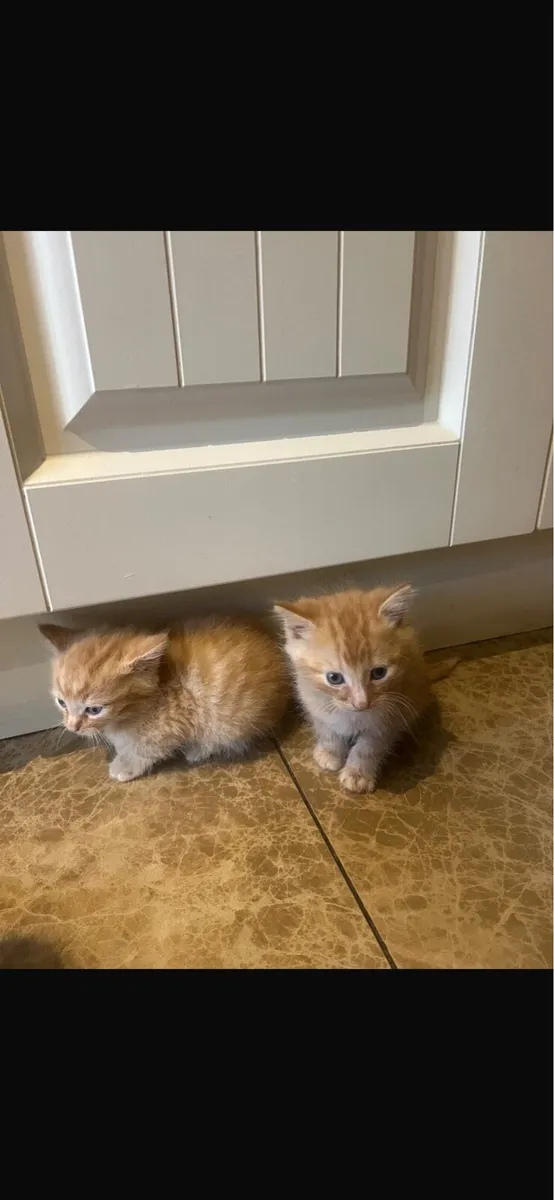 Five beautiful ginger Kittens - Image 4