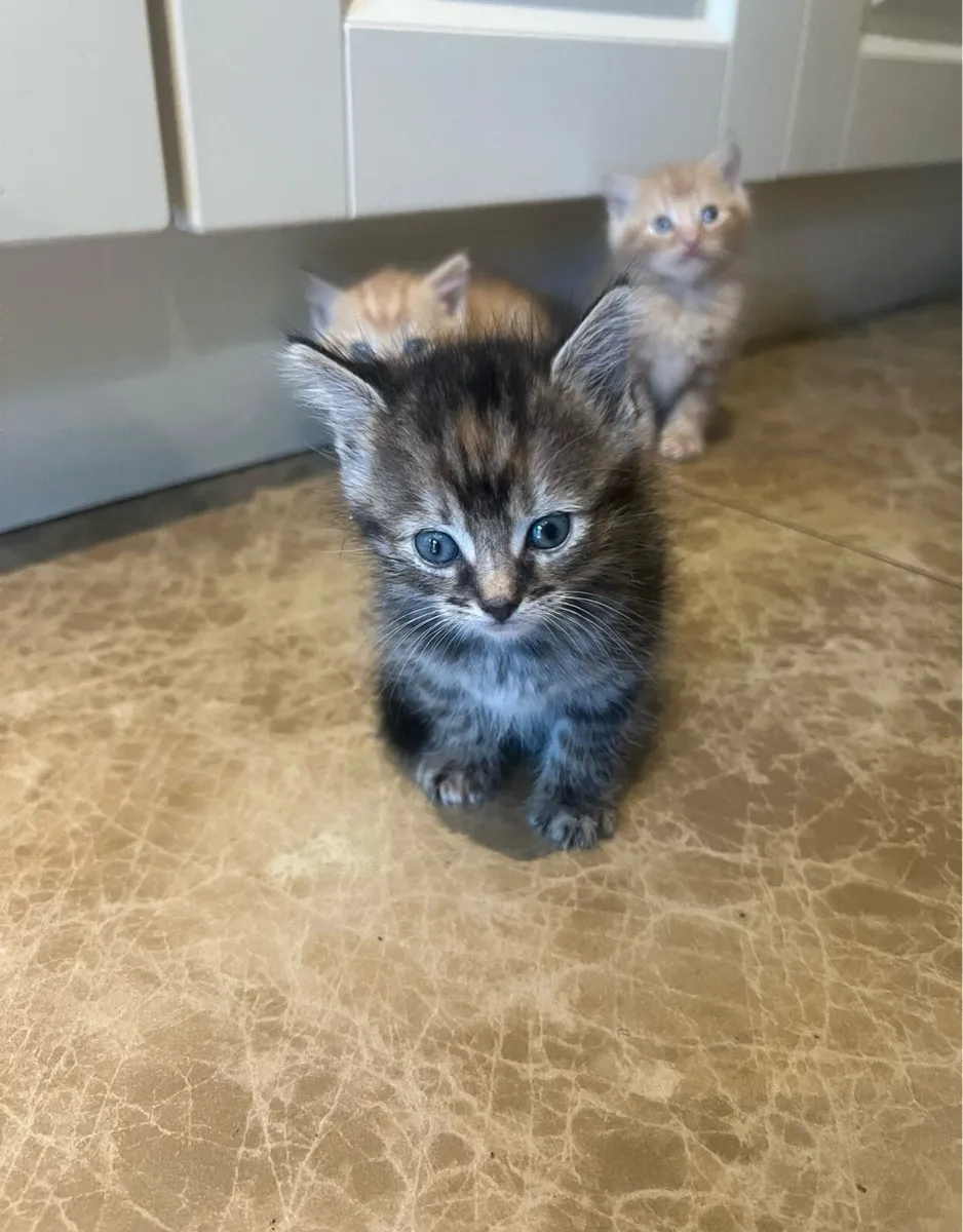 Five beautiful ginger Kittens - Image 1