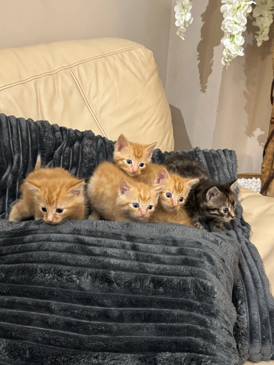 2 beautiful ginger Kittens left - Image 1