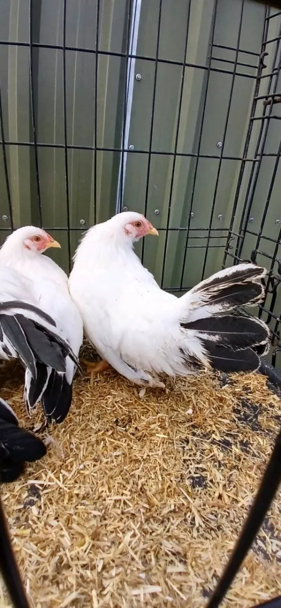 Japanese Bantam pairs - Image 4