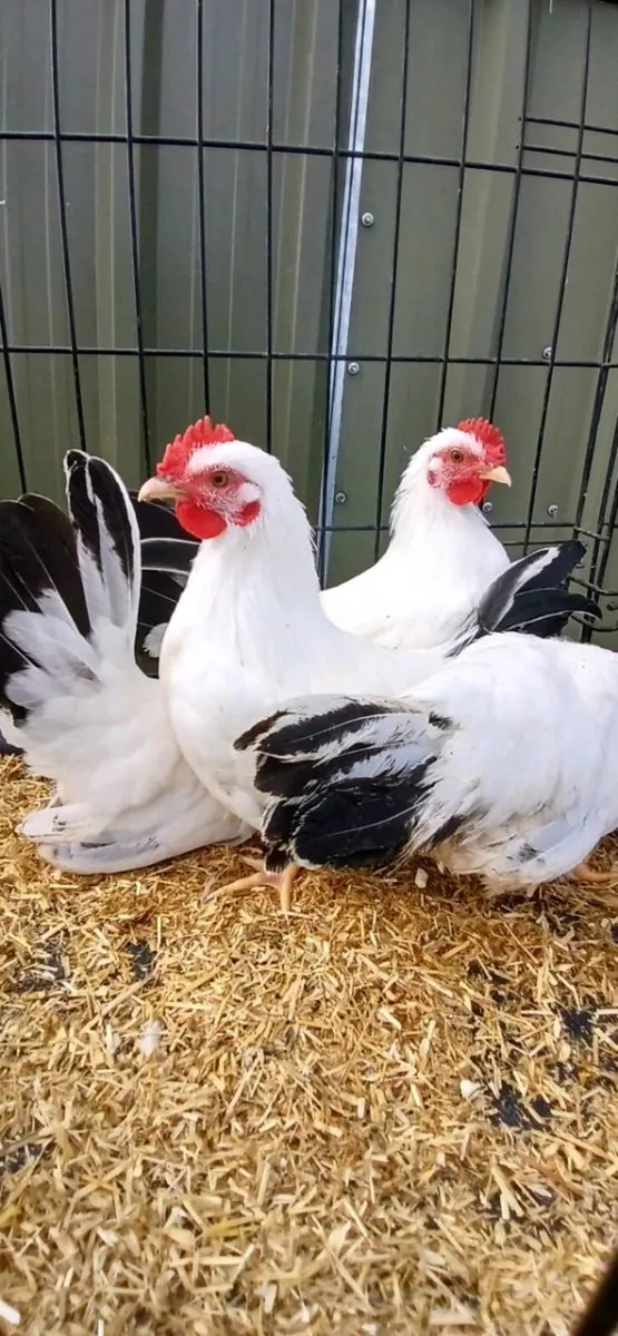 Japanese Bantam pairs - Image 1
