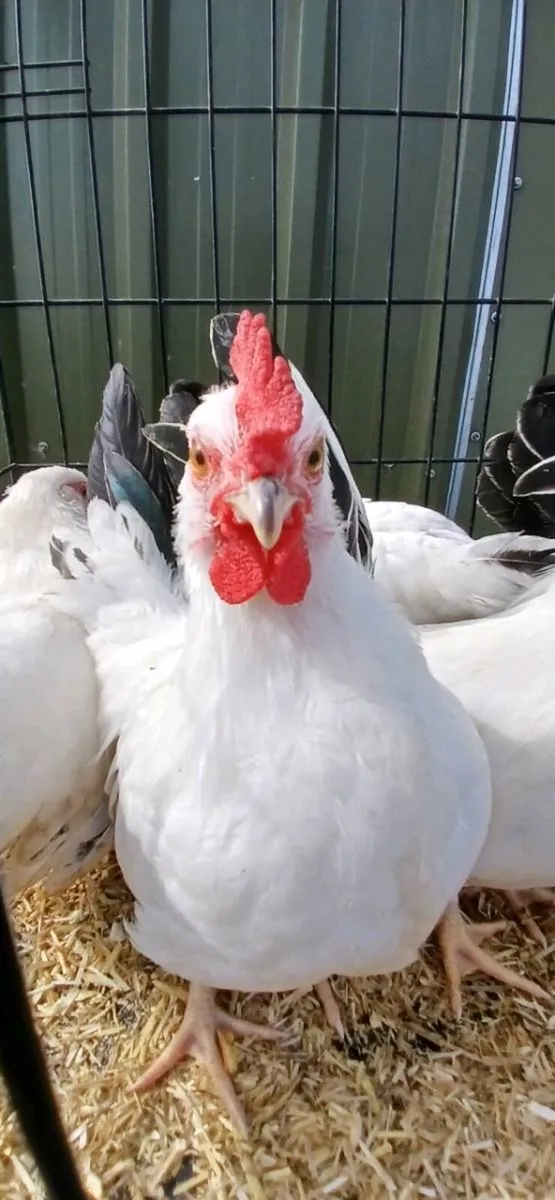 Japanese Bantam pairs - Image 3