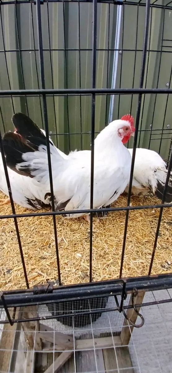 Japanese Bantam pairs - Image 2
