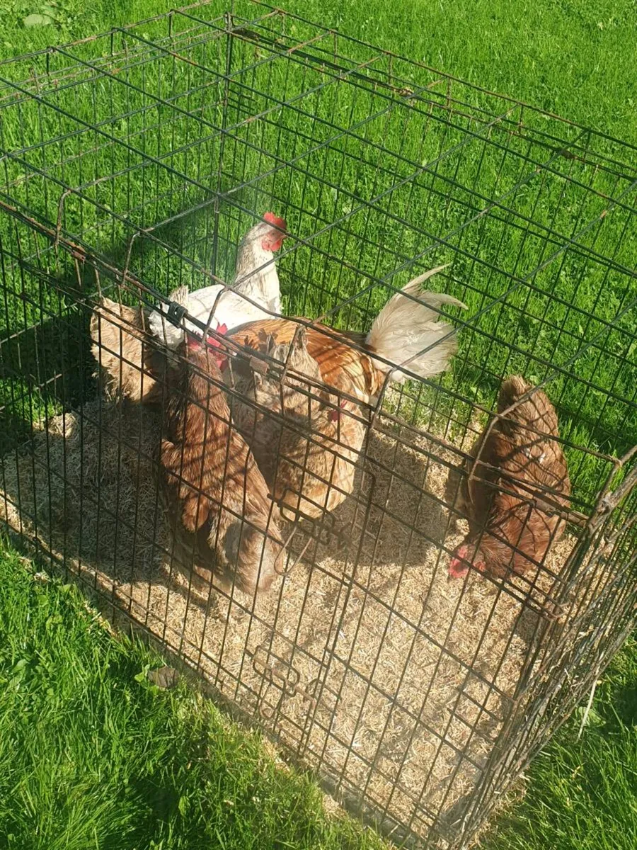 Hens and Bantam Rooster - Image 1