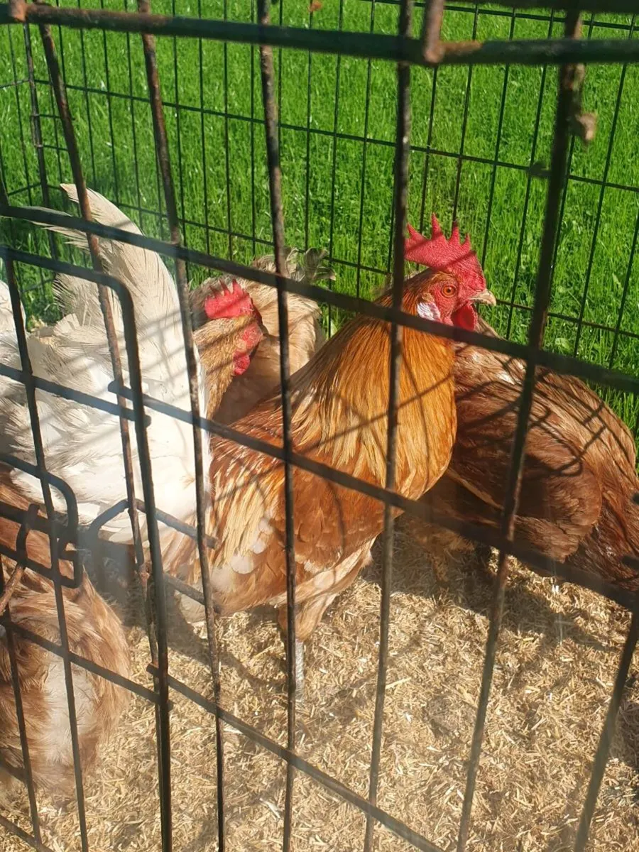Hens and Bantam Rooster - Image 2
