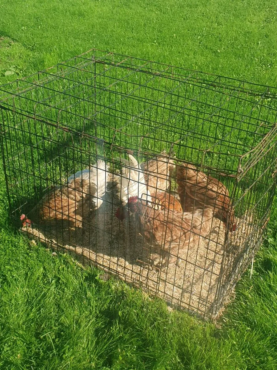 Hens and Bantam Rooster - Image 3