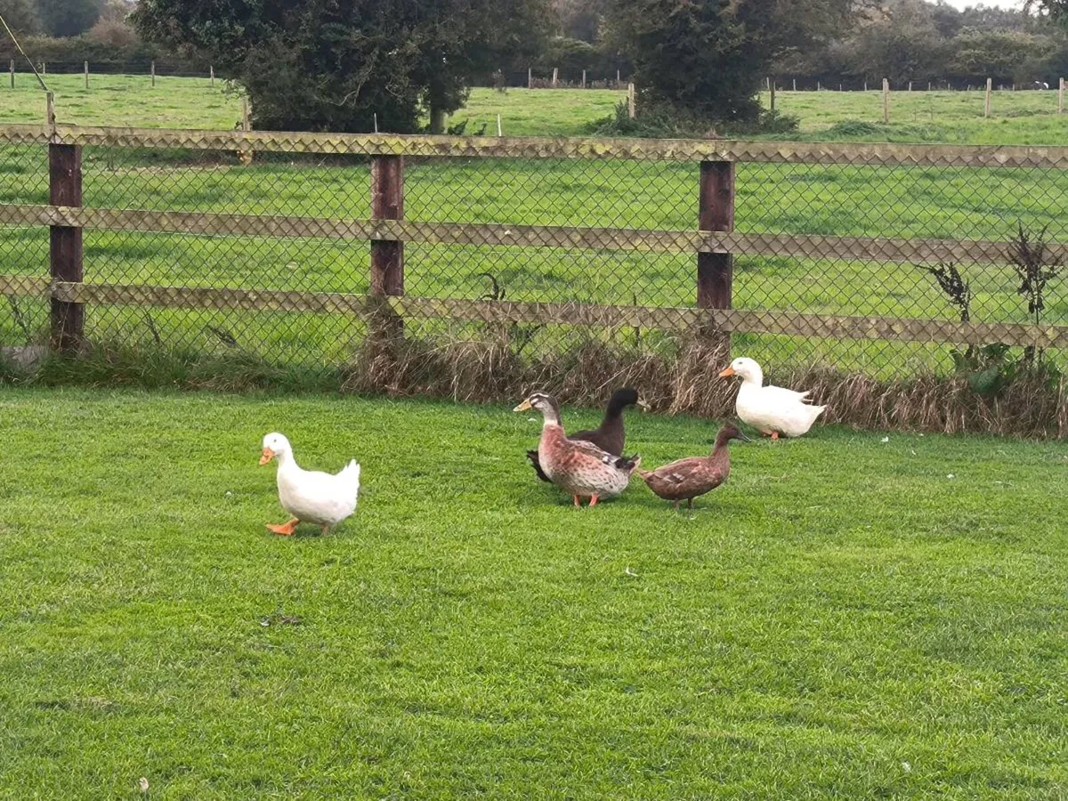 Ducks - Image 1