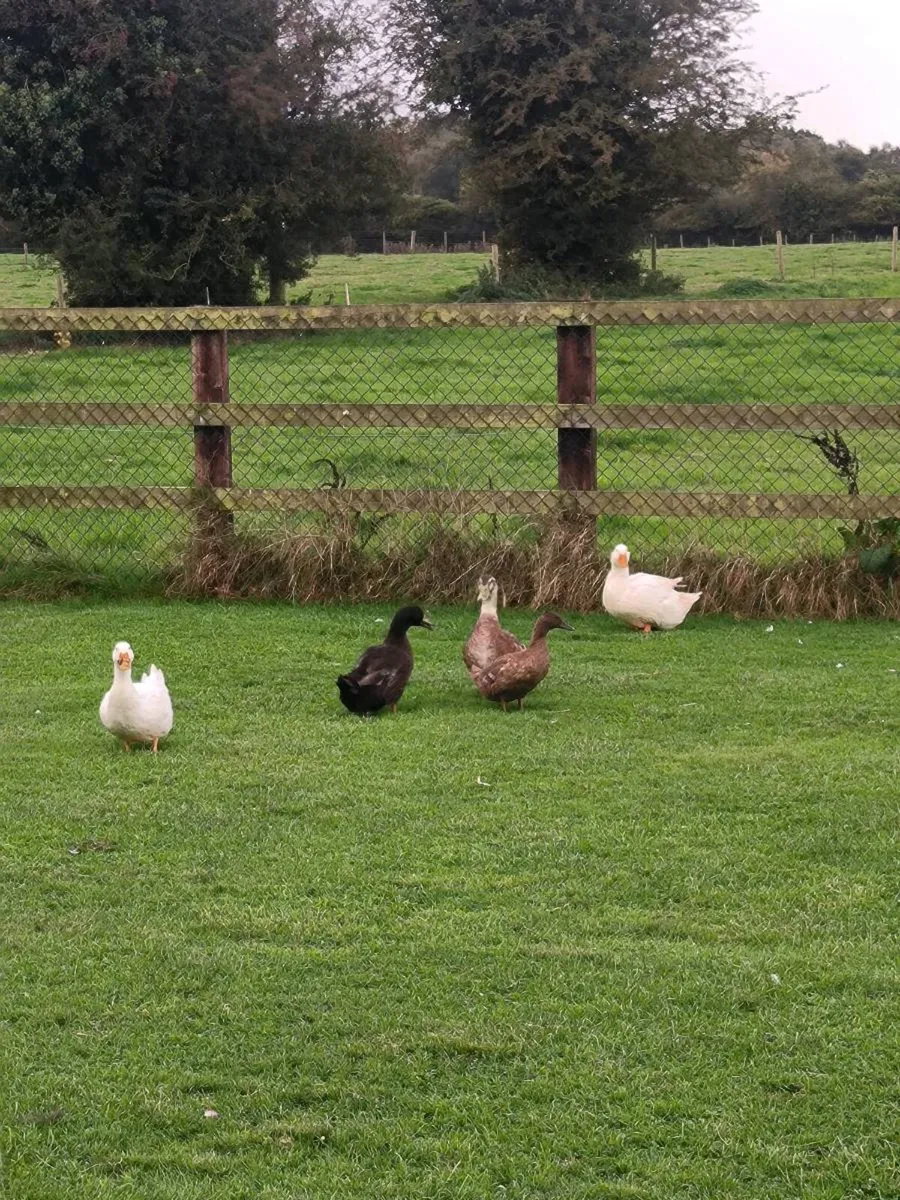 Ducks - Image 2