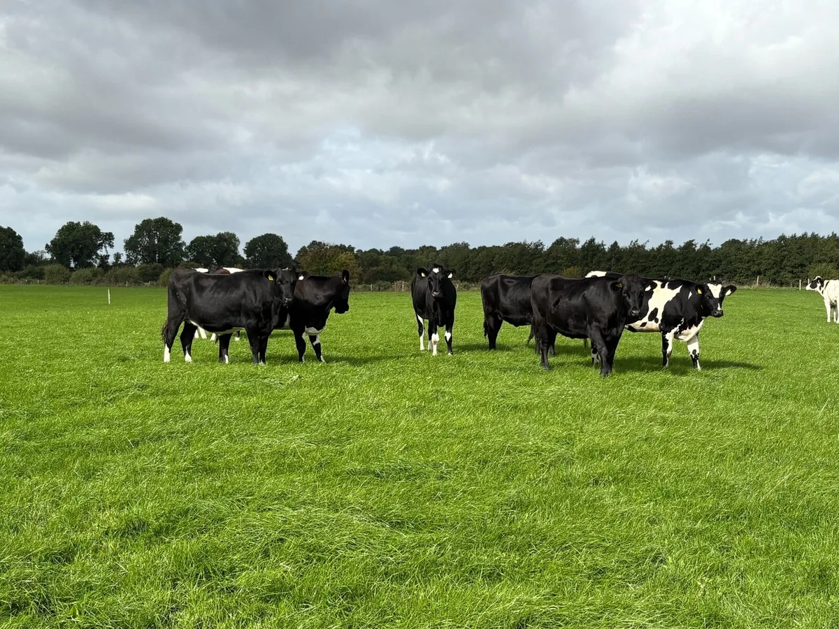 In Calf Heifers - Image 1