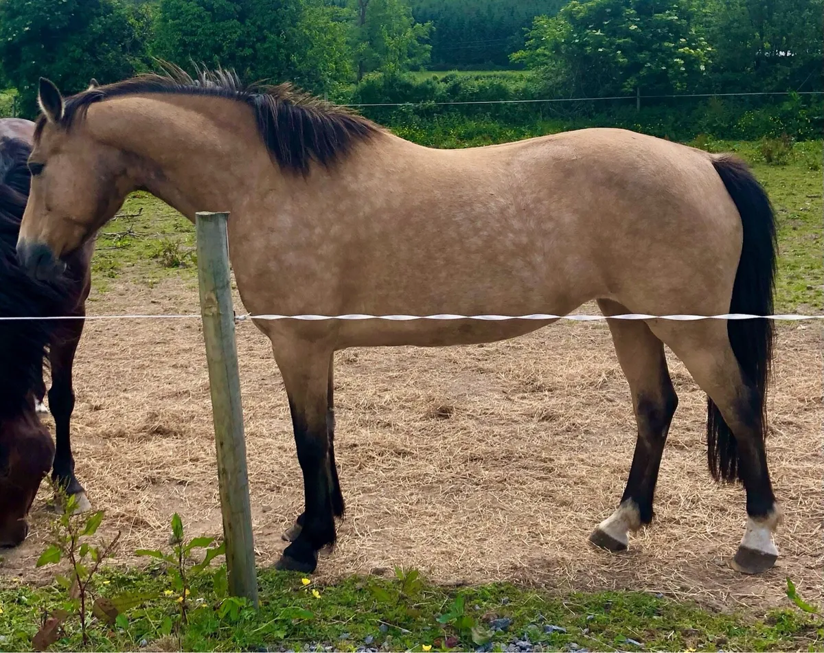 Westside mirah sports pony brood mare & foal - Image 1