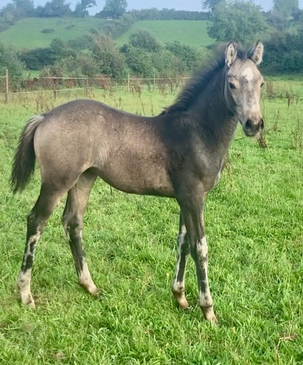 Westside mirah sports pony brood mare & foal - Image 2