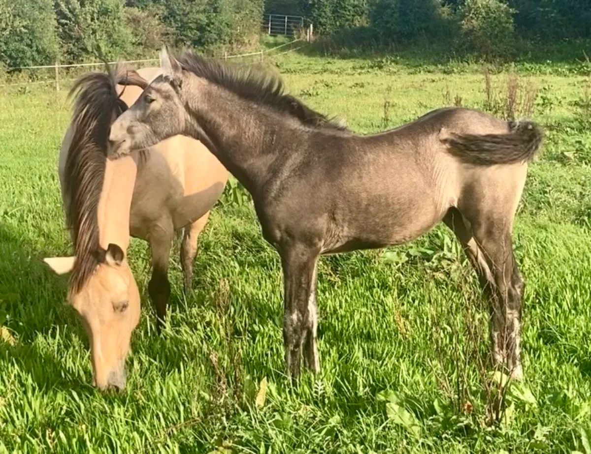Westside mirah sports pony brood mare & foal - Image 3