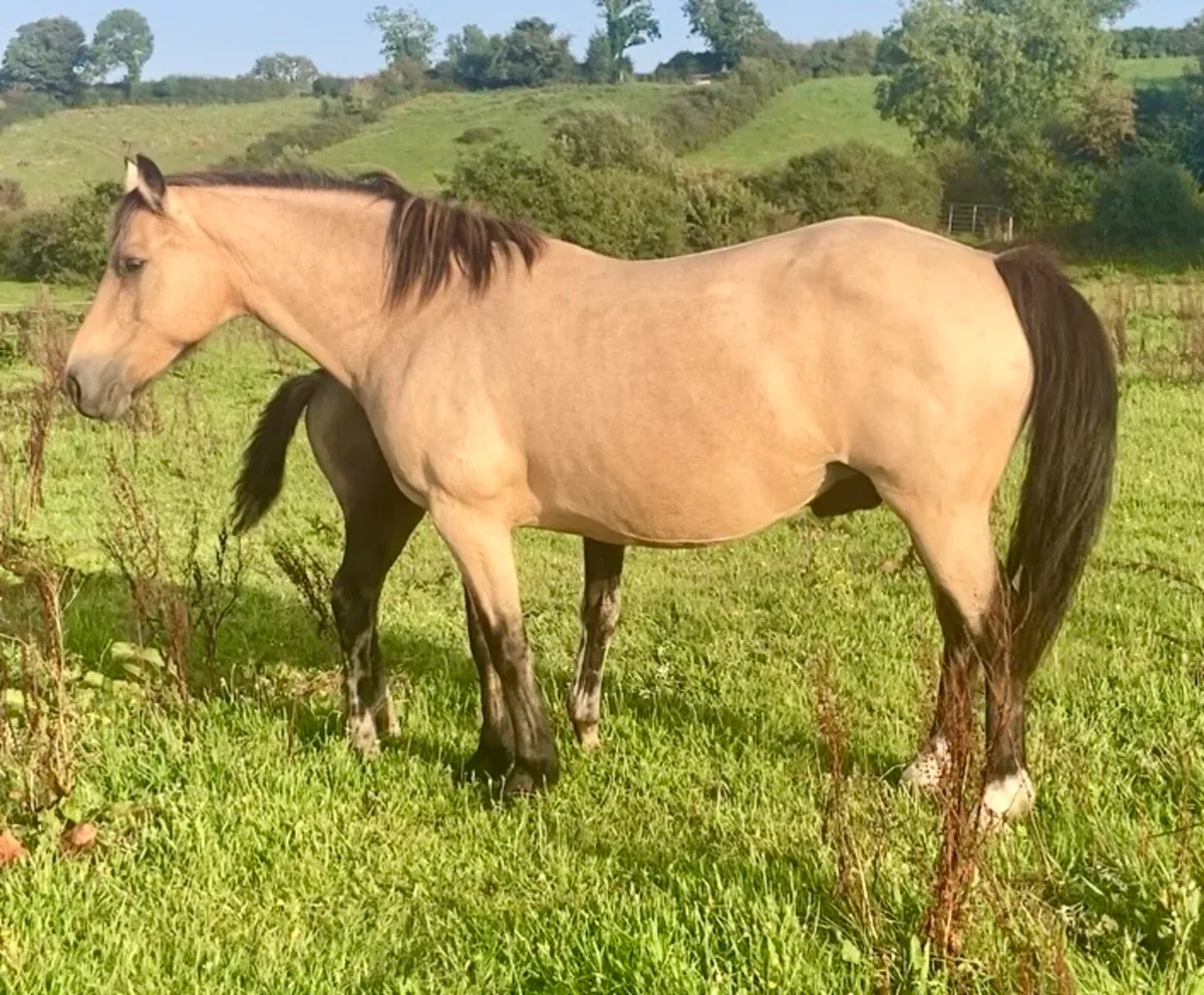 Westside mirah sports pony brood mare & foal - Image 4