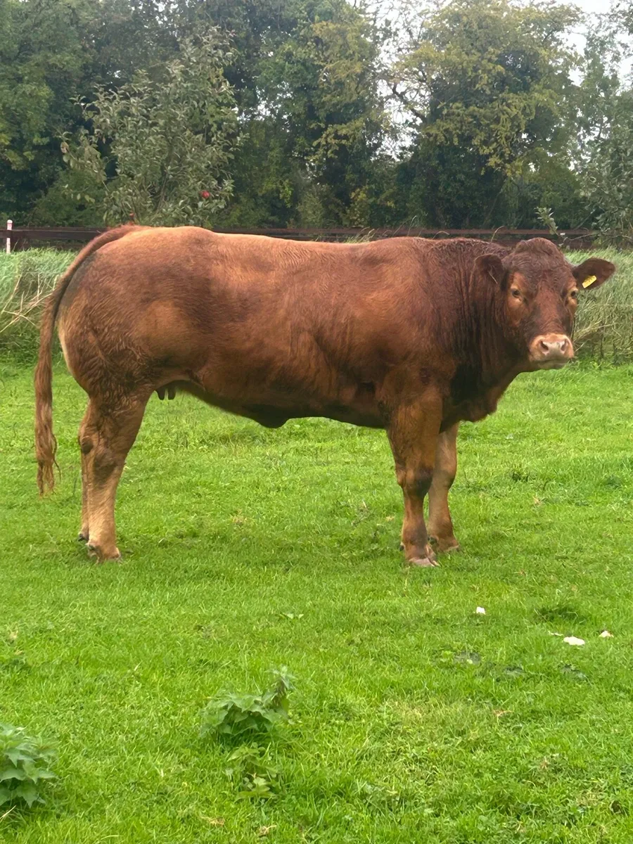 ⭐ show heifer ⭐ - Image 1