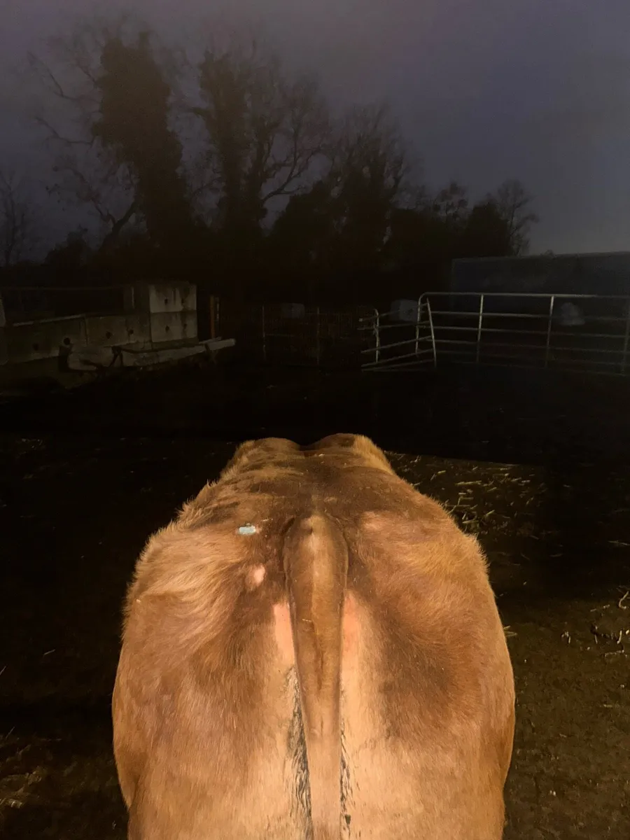 ⭐ show heifer ⭐ - Image 2