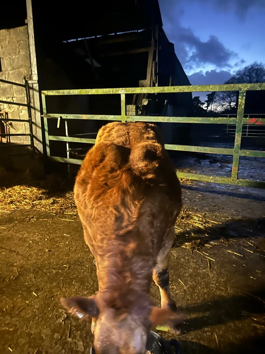 ⭐ show heifer ⭐ - Image 3