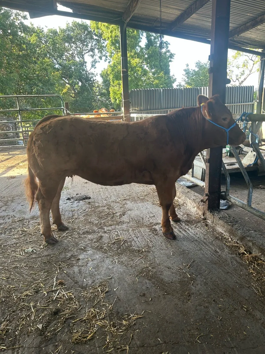 ⭐ show heifer ⭐ - Image 4