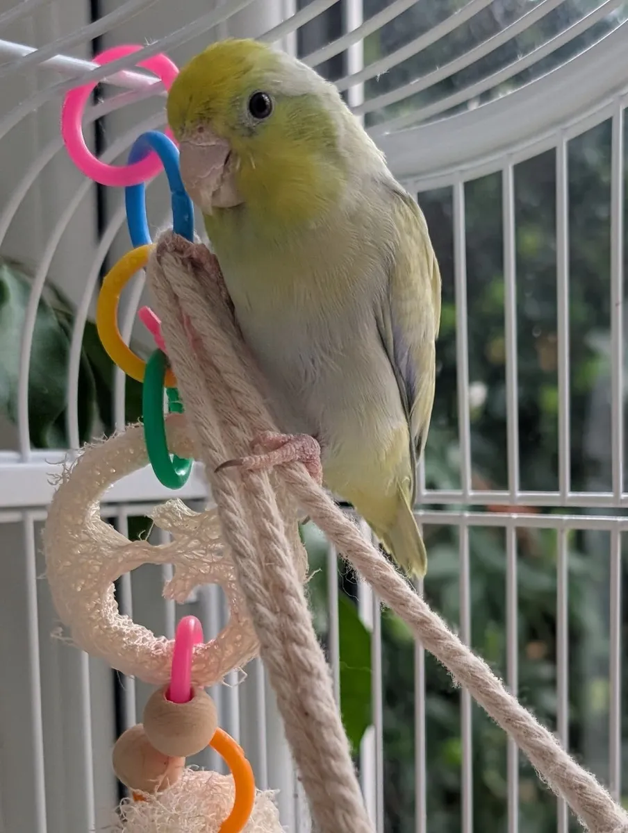 Birds and cages - Image 2
