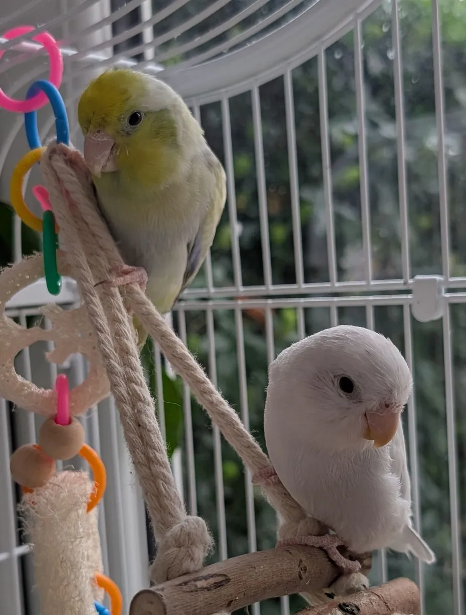 Birds and cages - Image 3
