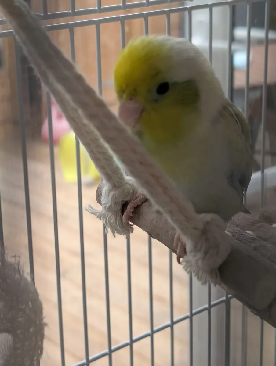 Birds and cages - Image 4