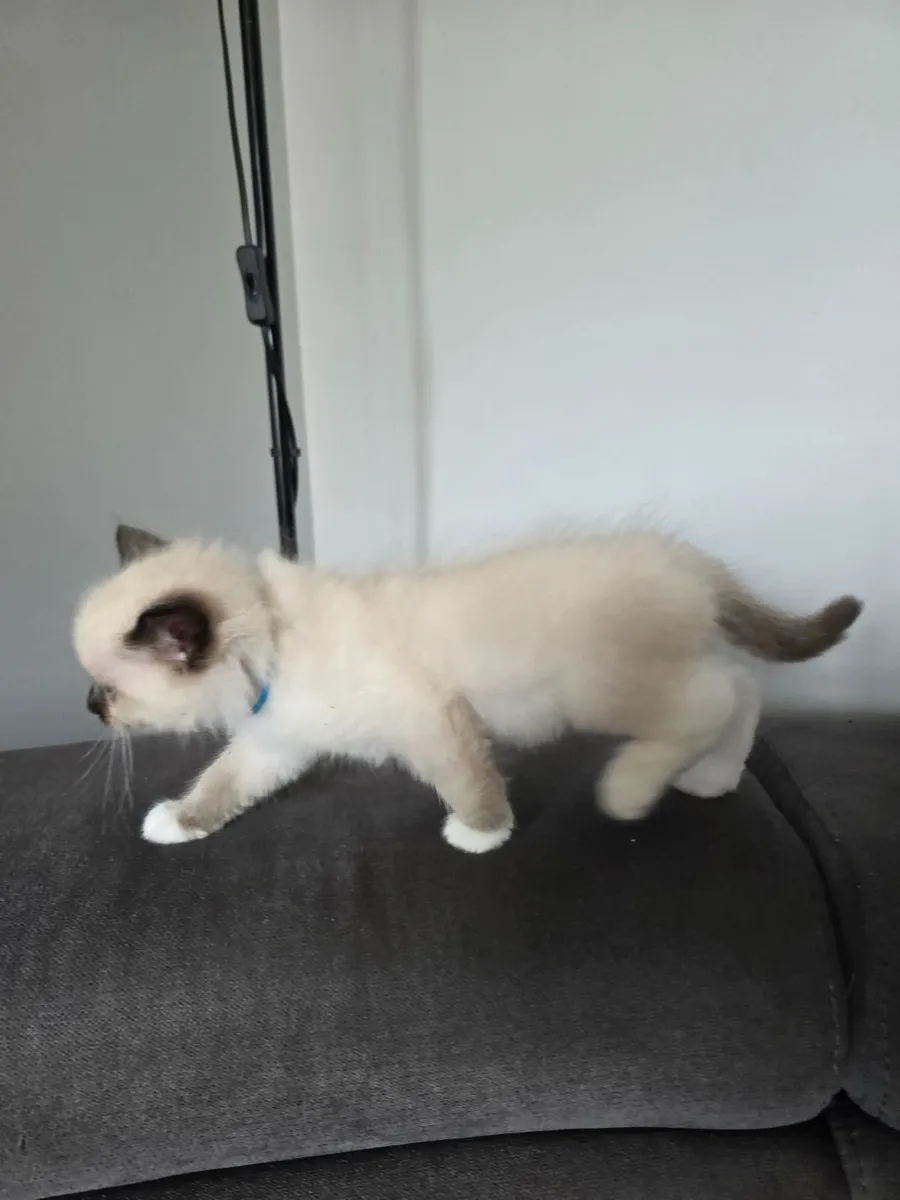 Purebred Ragdoll Kittens - Image 2