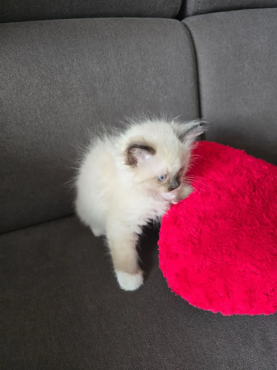 Purebred Ragdoll Kittens - Image 4